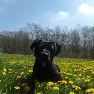 Meet your Posher, Sammy